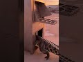 Crocodile In, Burger Out – Futuristic Short Video 🐊