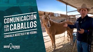 Comunicación con los caballos: lenguaje acústico y no verbal