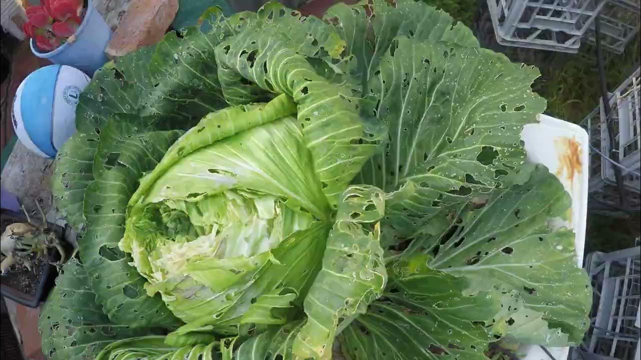 Hydroponic Giant Cabbage Aftermath Time Lapse YouTube
