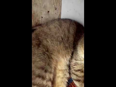 Video: Samonastavljena Mačka Je Kapljica Mešanice, Ki Smo Jo Vsi čakali