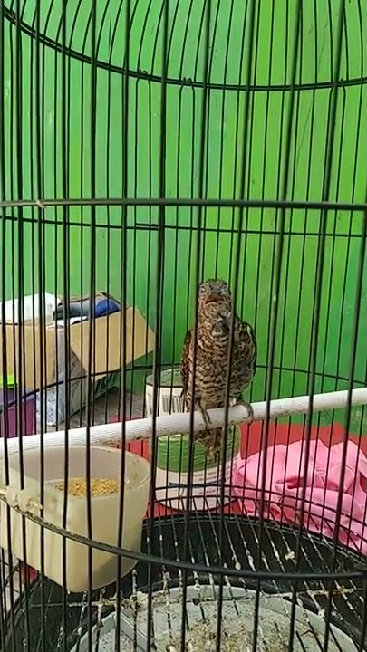 SUARA BURUNG MISTIS (WIWIK UNCUING/KEDASIH) GACOR DOR SIANG MALAM