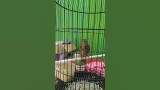 SUARA BURUNG MISTIS (WIWIK UNCUING/KEDASIH) GACOR DOR SIANG MALAM