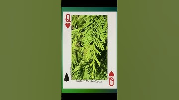 Beginner Lessons (21) What is the opening lead?  #bridgegame #BridgeSlamLearning