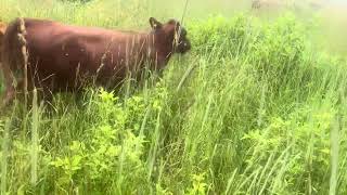 Greg Judy Shows The Growing Results Of Trampling Forage Onto Pastures.