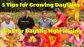 Gardening tips for Growing Daylilies at Blue Ridge Daylilies! Tips for Daylily Hybridizing !