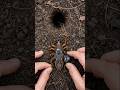 Inside a Mole Cricket Colony | Real Underground Life Captured by Micro Camera