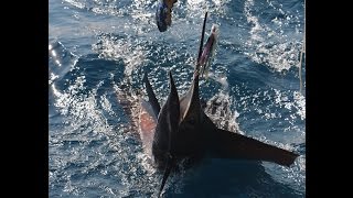 Montebello Islands Sailfish Blue Lightning 2015