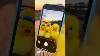 Cute Duck Selfie Squad Golden Hour