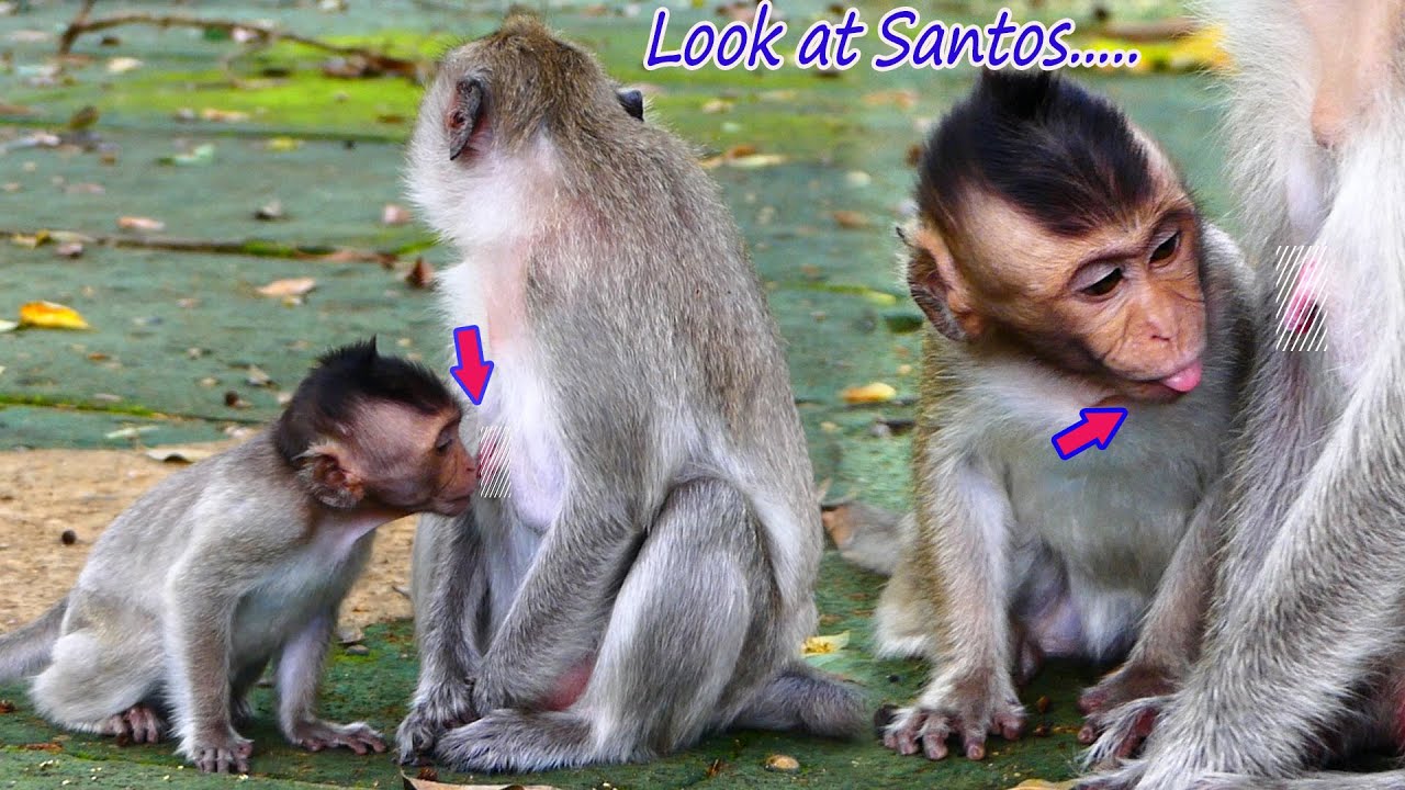 So lovely....Watch Baby Santos' actions, apparently hungry to ask her mother for milk.