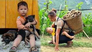 Single girl harvests ginger to sell at the market | Buy toys for your children | Chúc Thị Dương