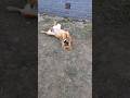 Тося украла перчатки #тося#мирживотных#домашнийпитомец#щенок