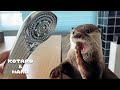 カワウソに噂のシャワーヘッドを使ってみたら大変なことに! Otter is So Excited about The Luxury Shower Head