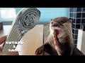 Ma loutre est trs excite par le pommeau de douche de luxe