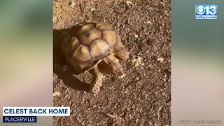 Raw: Placerville Family's Missing Tortoise Found Safe