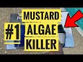 #1 Swimming Pool Mustard Algae Killer