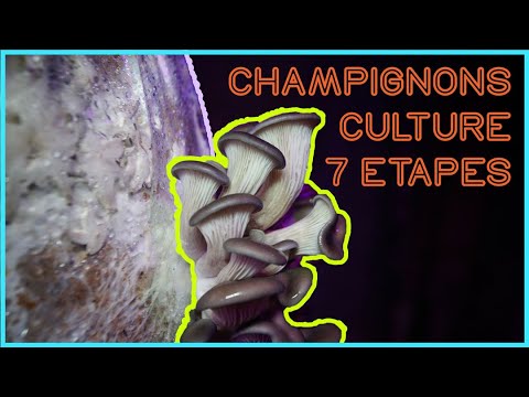 Vidéo: Qu'est-ce que la culture des champignons ?