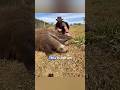 The Animal with “Two” Heads