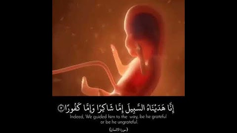 سورة الإنسان القارئ ناصر القطامي