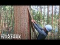 伝統建築工匠の技 檜皮採取 How to Gather Epidermis of "Hinoki", Japanese Cypress