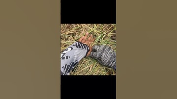 Bắt chuột máy cắt lúa #short