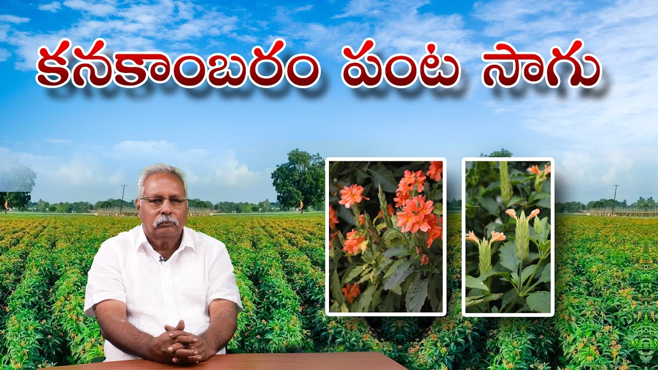 కనకాంబరం పంట సాగు || శ్రీ జొన్నల రవీంద్ర రెడ్డి