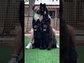 viral puppys shots #viral #subscribe #shorts #cute #share #support #video