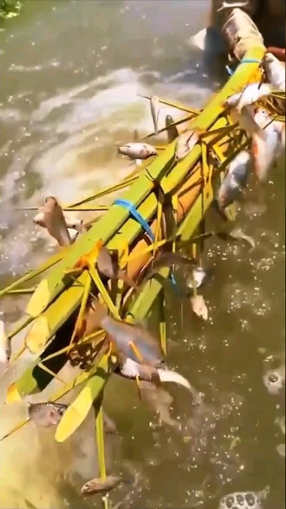 nakaka mangha ang paraan ng pag huli ng isda ng  isang lolo, kahit walang lambat😱