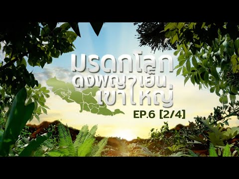 สารคดีมรดกโลกดงพญาเย็น-เขาใหญ่ EP.6 ตอนช้างดงใหญ่ กับคนชายป่า (2/4)