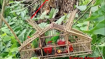 Bird Trap  pikat burung serindit