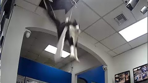 Office Cat drops in from the ceiling
