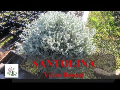 Video: Piante alle erbe Santolina - Come usare Santolina in giardino