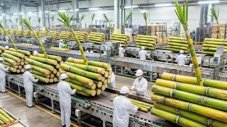 Inside a Cane Sugar Plant: Fresh Sugarcane Turned Into Crystal Sugar