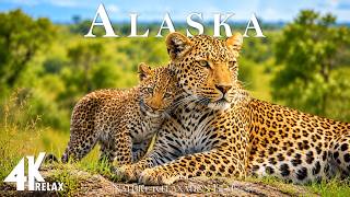 Alaska Wildlife 4K - Majestic Animals, Stunning Nature Scenery and Relaxing Music