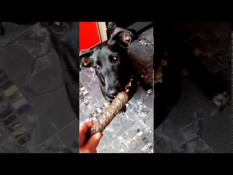 Лакомство для собак TiTBiT Шпикачка мясная с печенью говяжьей и морковью Лакомство для собак TiTBiT Шпикачка мясная с печенью говяжьей и морковью