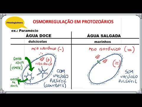 Vídeo: O que é osmorregulação na ameba?