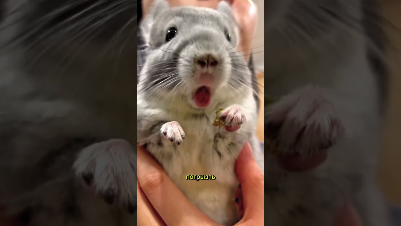 The Truth About Chinchillas They Re Hiding From You