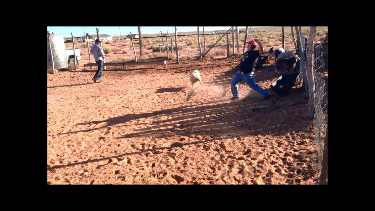 Rock Point Goat Roping 4