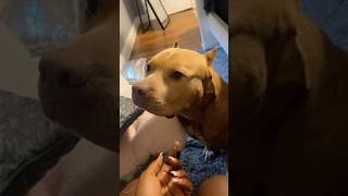 Dogs have amazing comprehension abilities. #dog #funny #fyp #funnydog #funnyvideo
