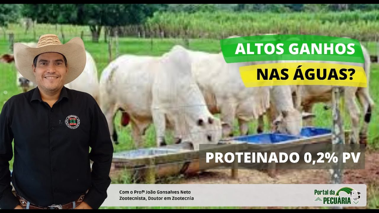 Proteinado 0,2% PV para altos ganhos nas águas
