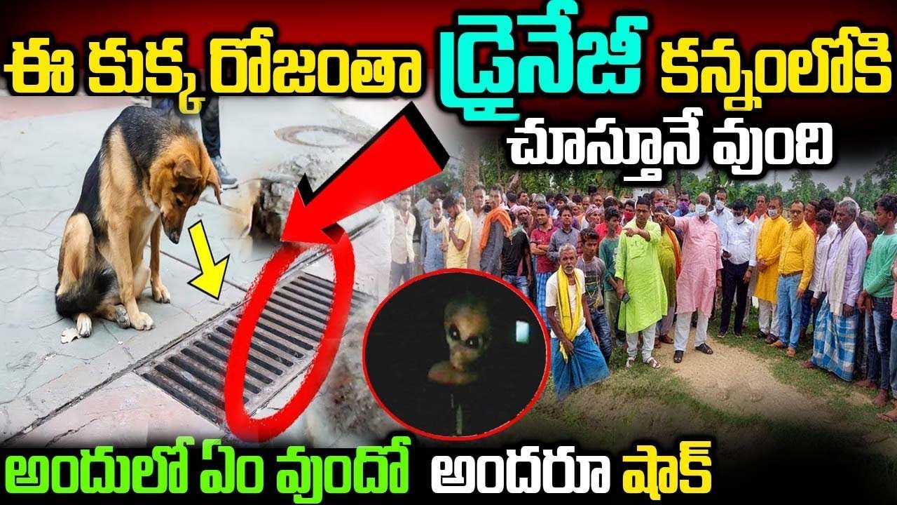 Dog Storm Drain Viral Video In Telugu || ఈ కుక్క రోజంతా డ్రైనేజీ కన్నంలోకి చూస్తూనే వుంది ||