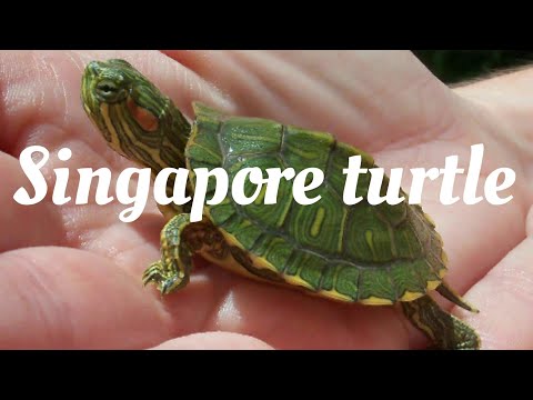 Video: Kuidas Singapuri - Matadori Võrku Nahutada