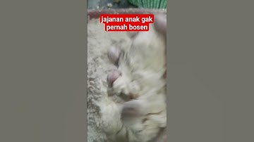 Thumbnail of Tahu kribo Made in Mak Is #wonosobo #shorts #tahu