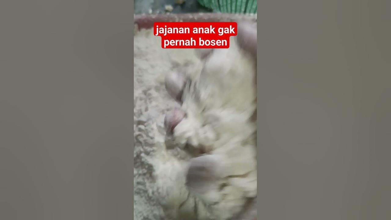 Tahu kribo Made in Mak Is #wonosobo #shorts #tahu