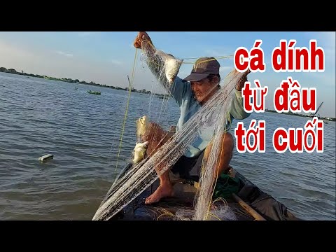 Video Trận Thả Lưới Cá Mè Đi Vào Lịch Sử , Cá Dính Từ Đầu... - youtube