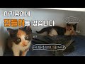 아기 고양이에게 새로운 아지트가 생겼어요! ( The baby cat&#39;s has a new house!)