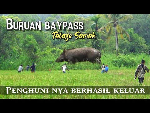 Kaki Babi Hutan