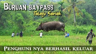 AKHIRNYA❗BABI BESAR PENGHUNI RIMBA, BYPASS TALAGO SARIAK PARIAMAN KELUAR | PIGHUNTING |