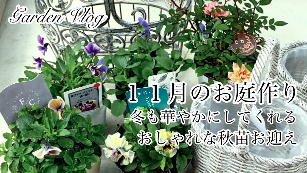 ガーデニングVlog】11月のお庭作り／パンジービオラ4種お迎え／玄関