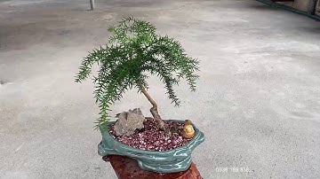 TIỂU CẢNH TÙNG XƯƠNG CÁ