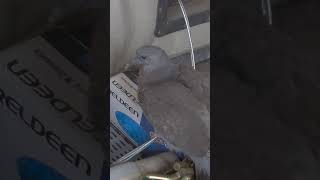 Baby pigeon don't like be touched!!!